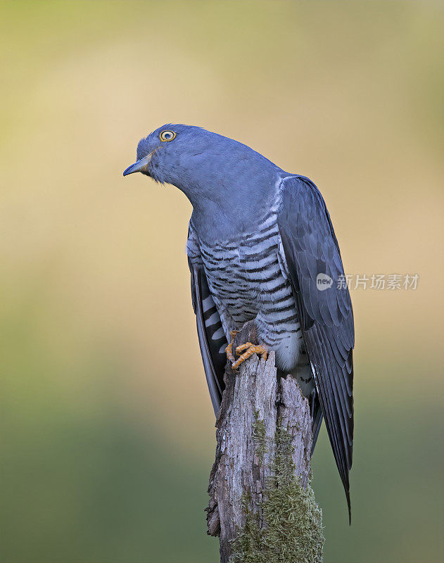 雄性杜鹃(Cuculus canorus)